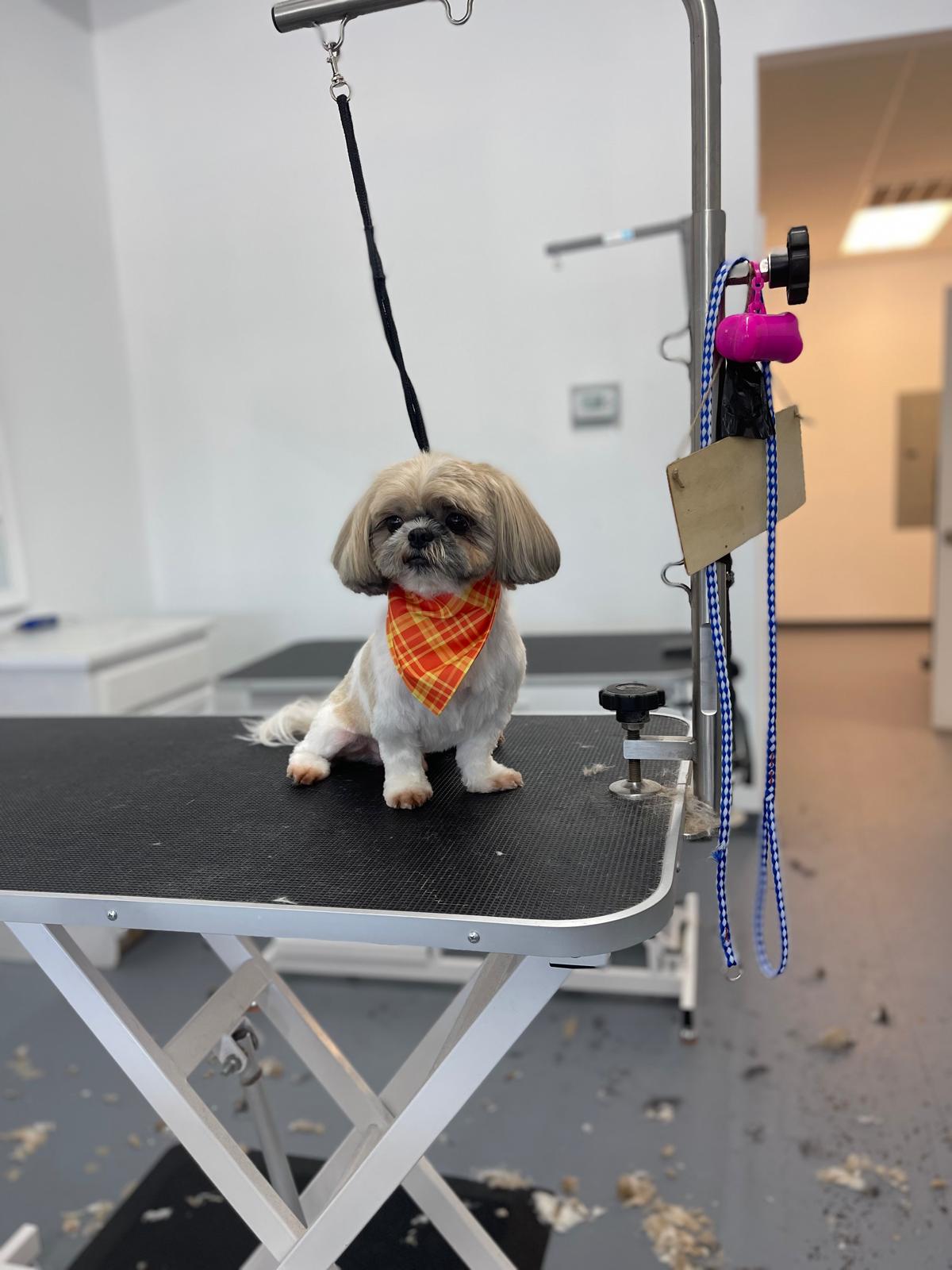 Shih Tzu sitting on grooming table with orange plaid bandana