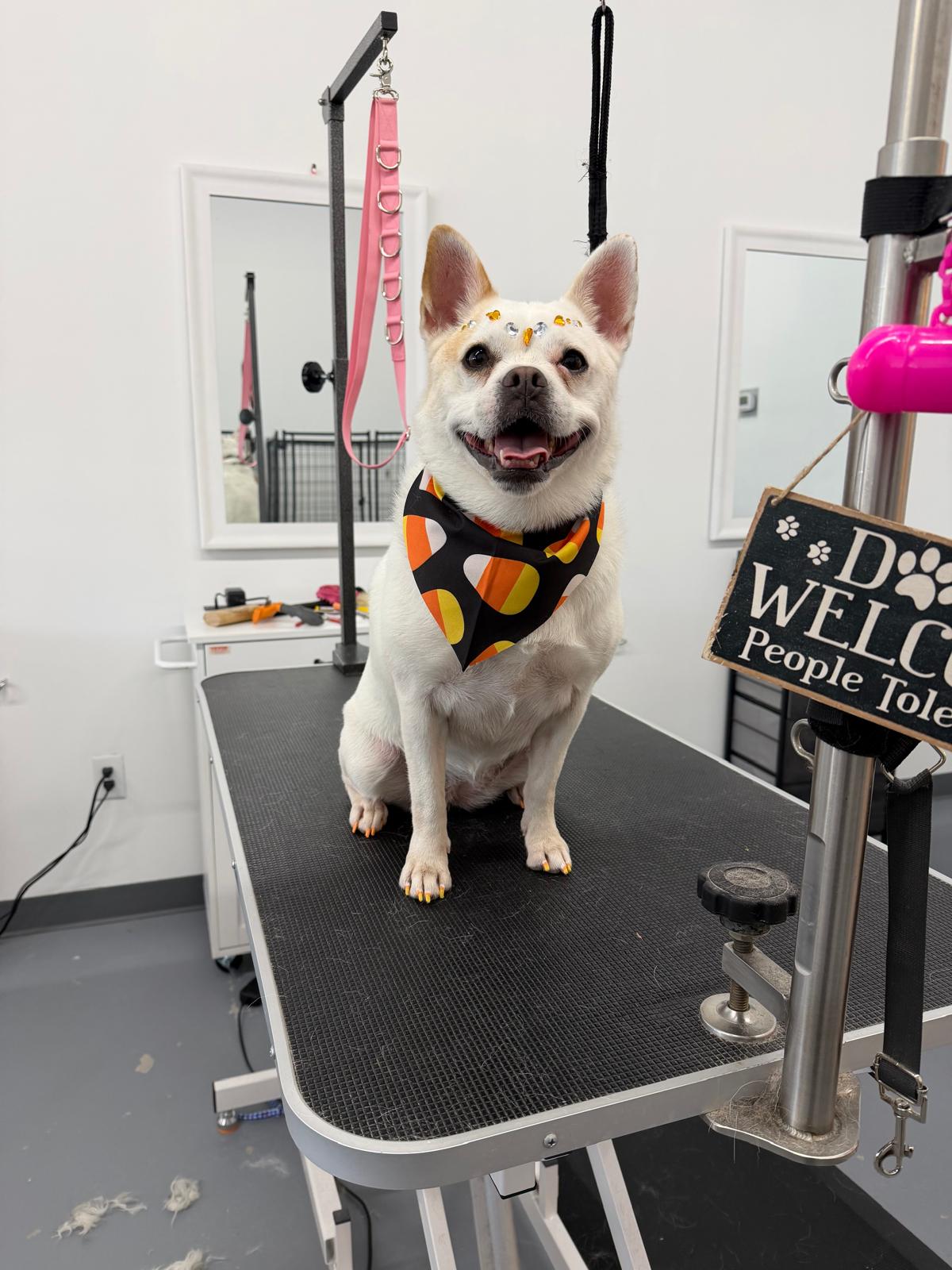 White mixed breed dog with Halloween candy corn bandana and gem accessories